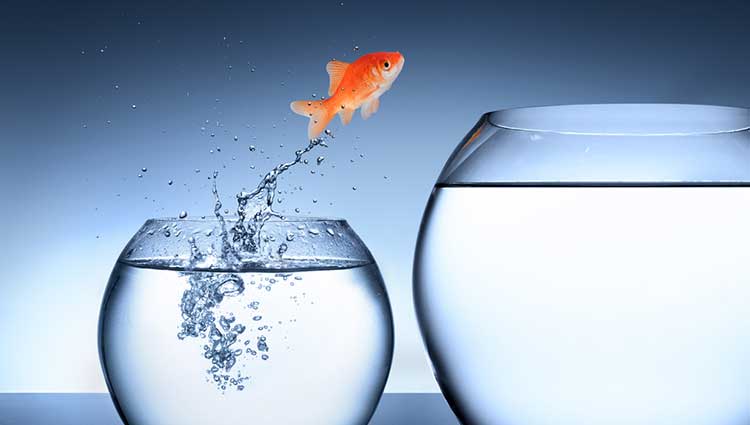 Goldfish Depicting Career Change