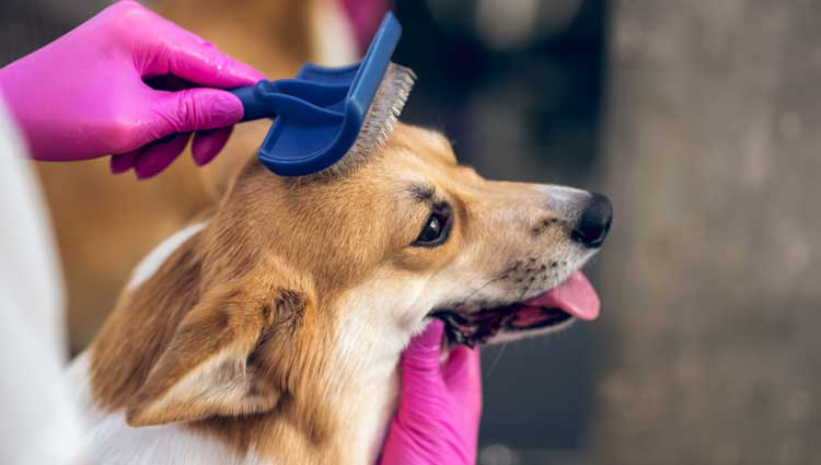 An image of a dog to Guide to Brushing Up Your Management Skills.