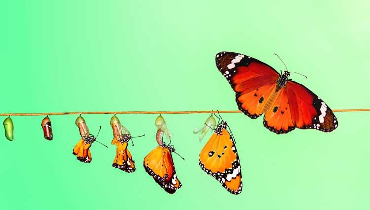 An image of a butterfly showing how one person can change.