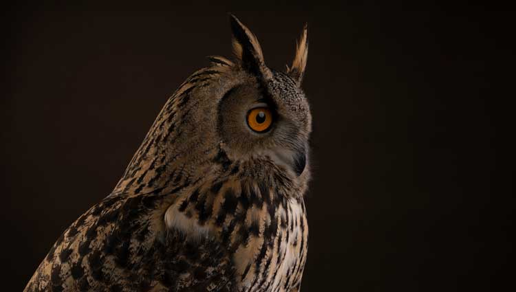 An image of a creature showing How To Be a Productive Night Owl.
