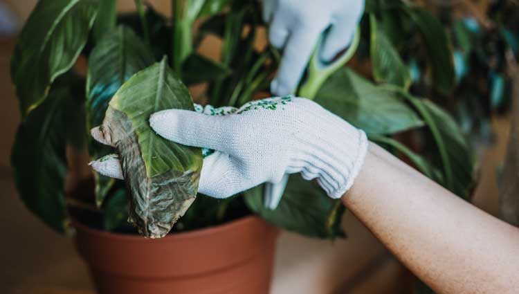An image of a person fixing a dead plant similar to Transform Your Networking by Giving.