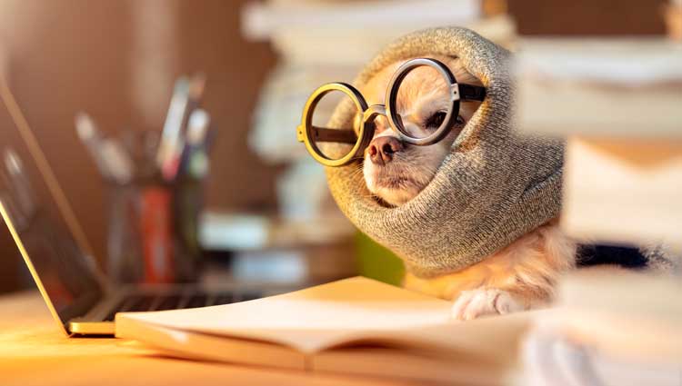 A dog working at home needing 9 Ways to Practice Personal Development From the Comfort of Your Home.